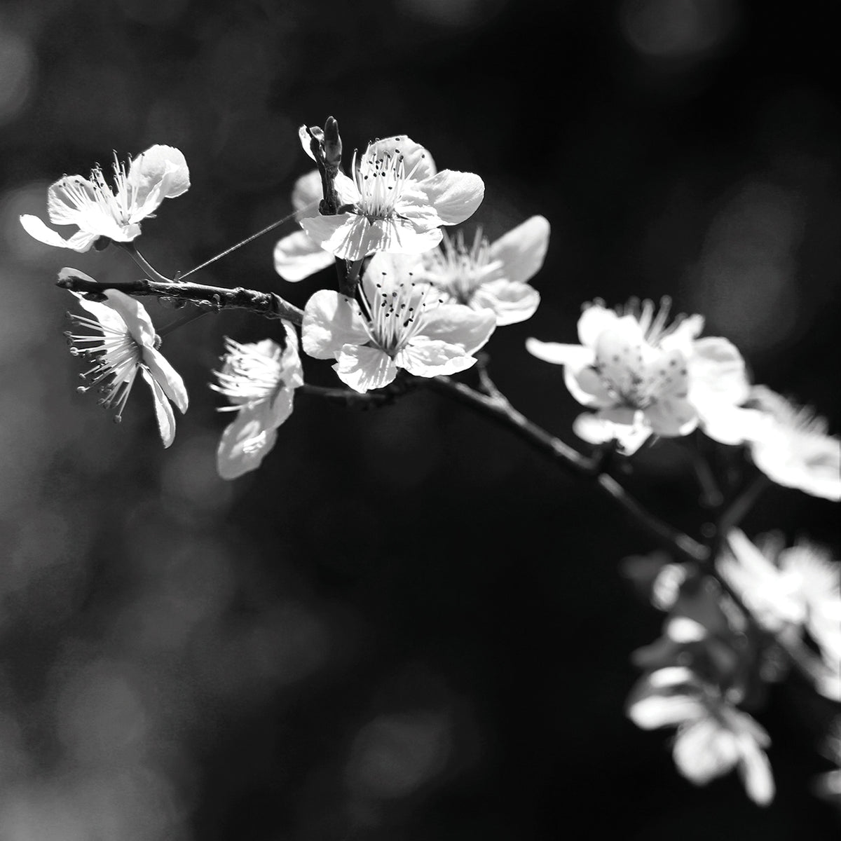 Spring In B & W