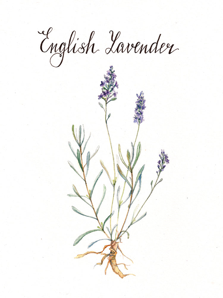 Lavender