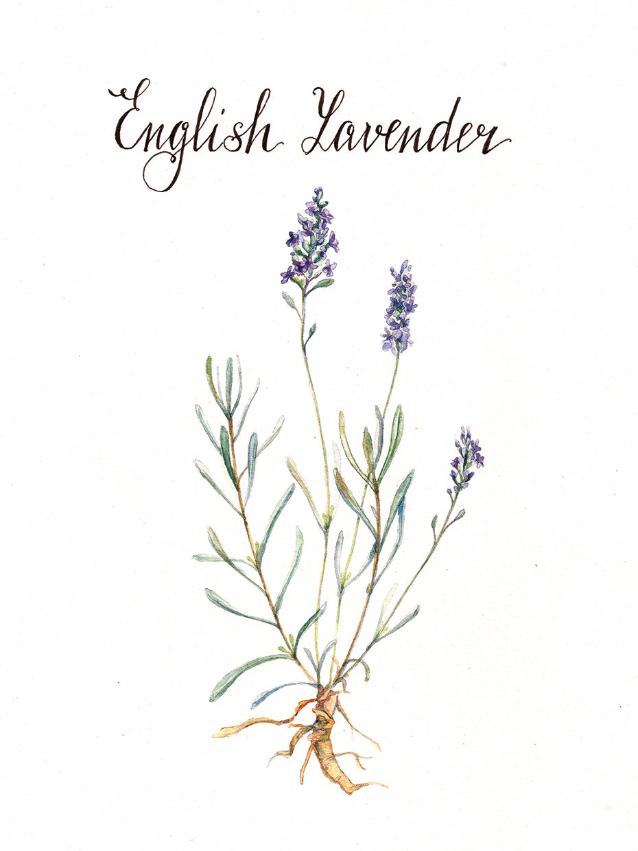 Lavender