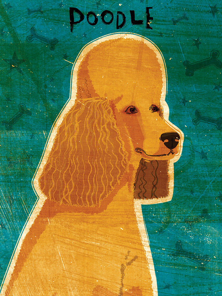 Caniche de albaricoque Lienzo