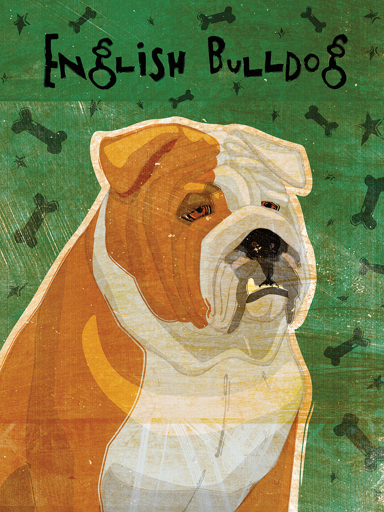 English Bulldog Tan and White