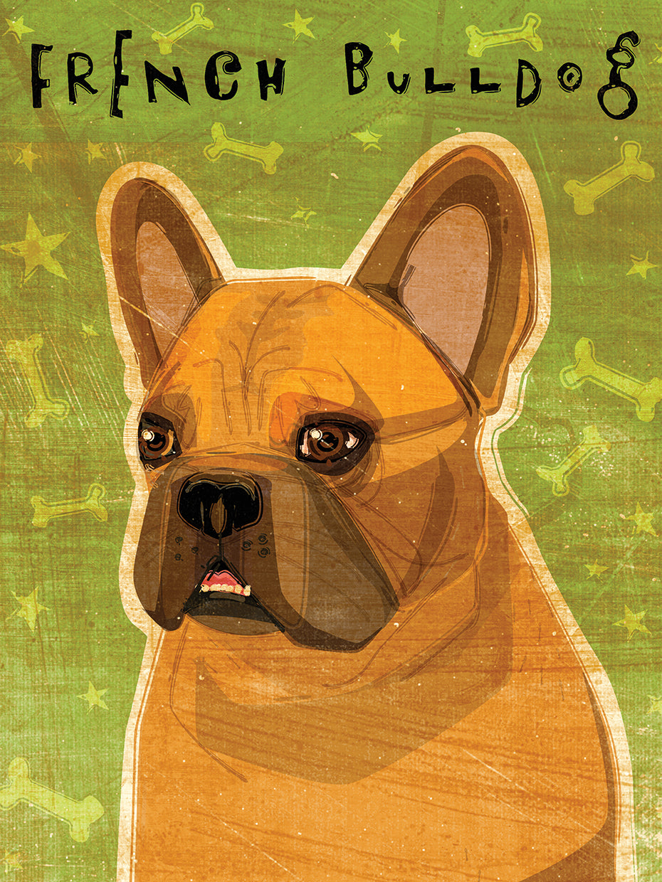 French Bulldog Fawn