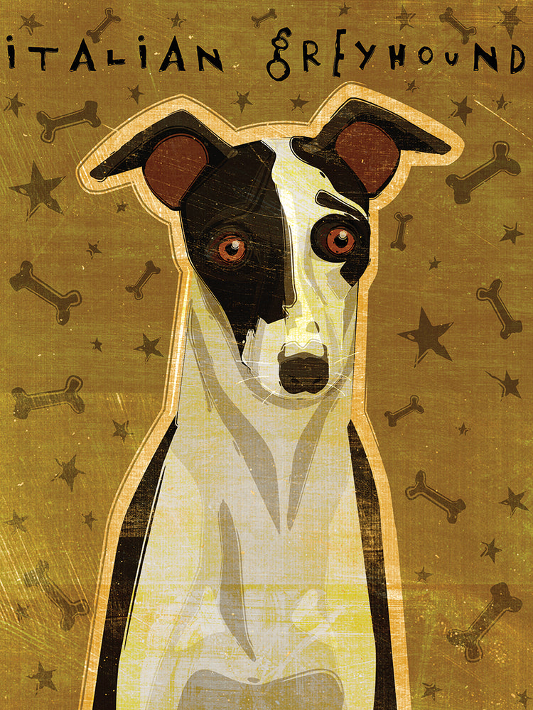 Italian Greyhound - Black and White