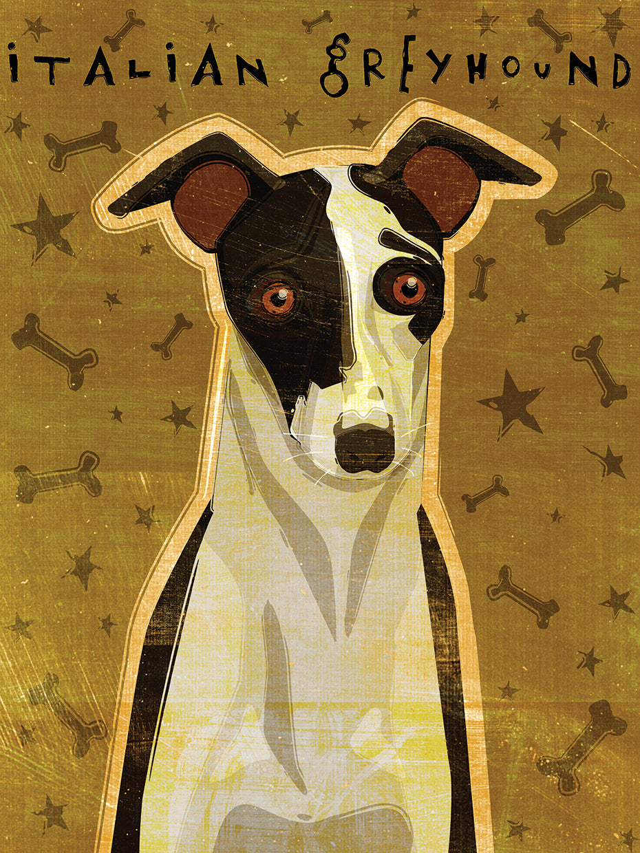 Italian Greyhound - Black and White
