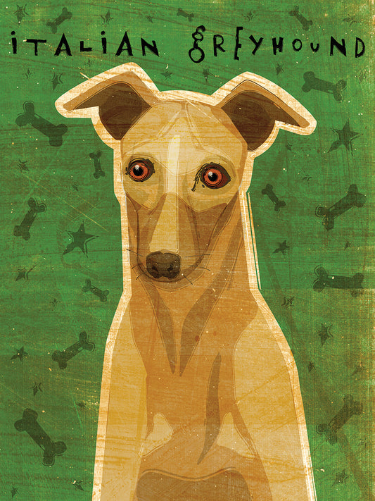 Italian Greyhound - Fawn Canvas Print
