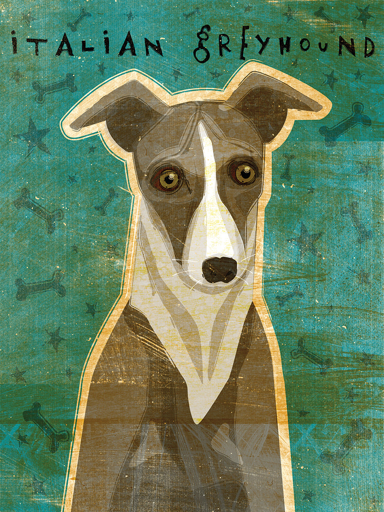 Italian Greyhound - White and Grey