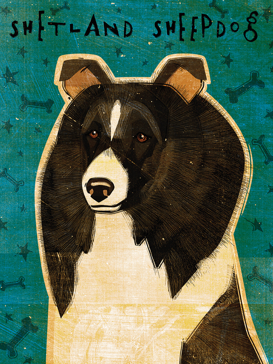 Shetland Sheepdog - Black and White