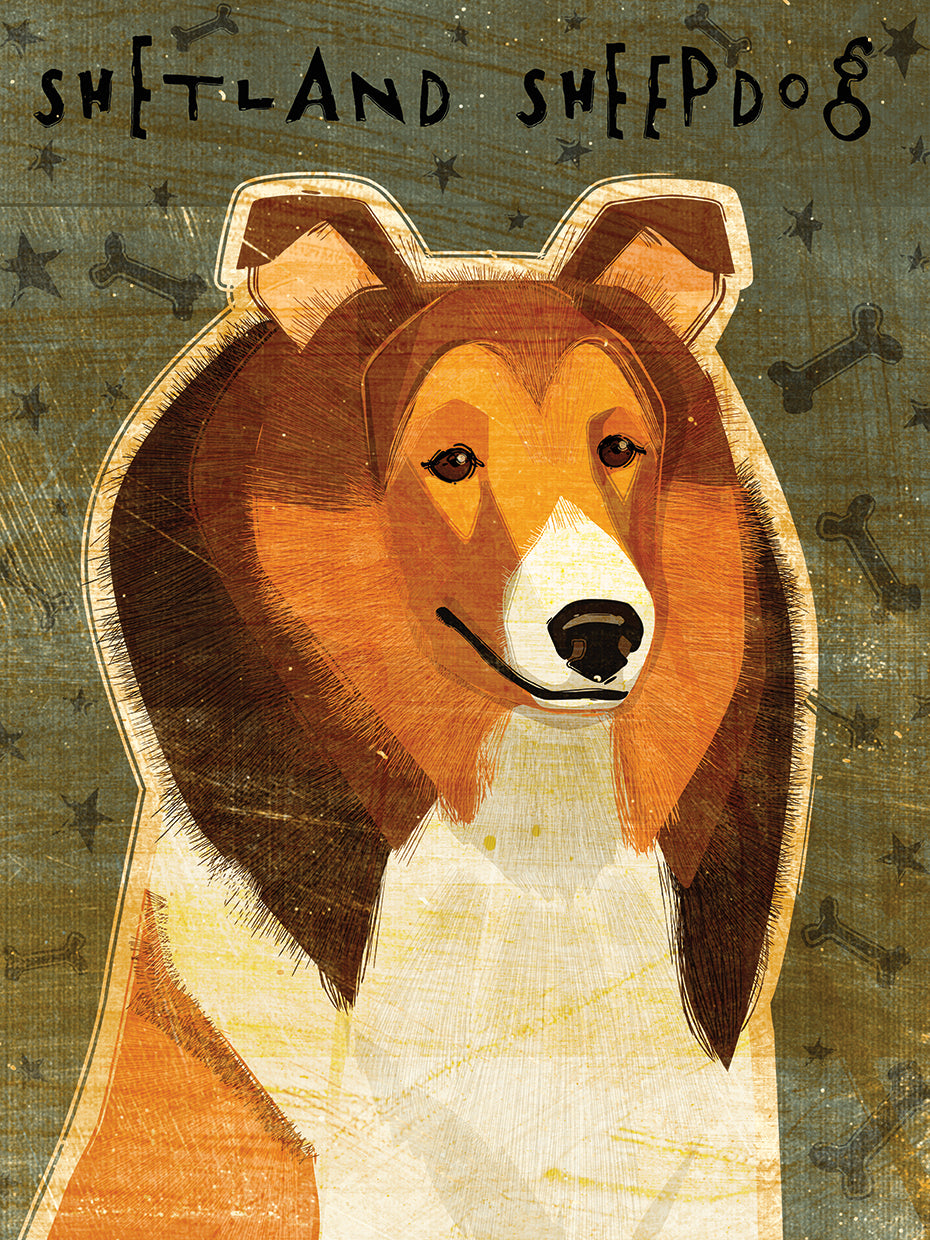 Shetland Sheepdog