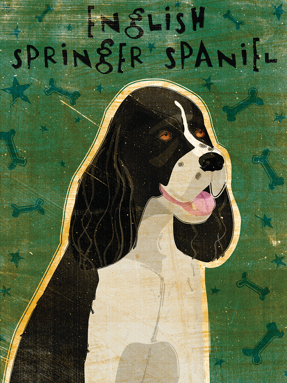 English Springer Spaniel (black and white)