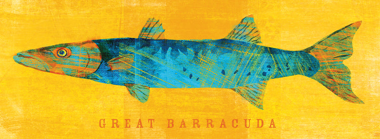Great Barracuda