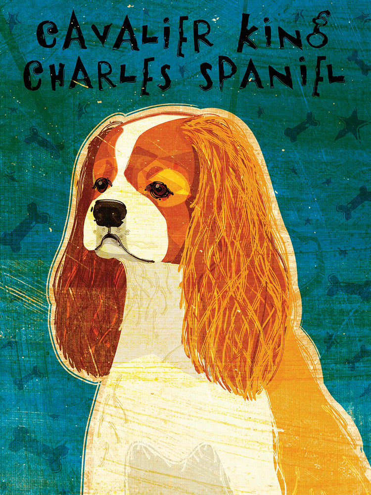 Cavalier King Charles (Blenheim)