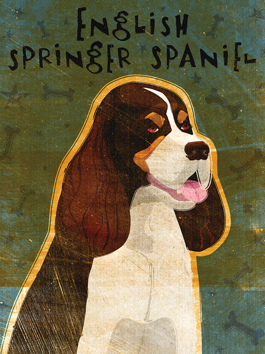 English Springer Spaniel (tri-color)
