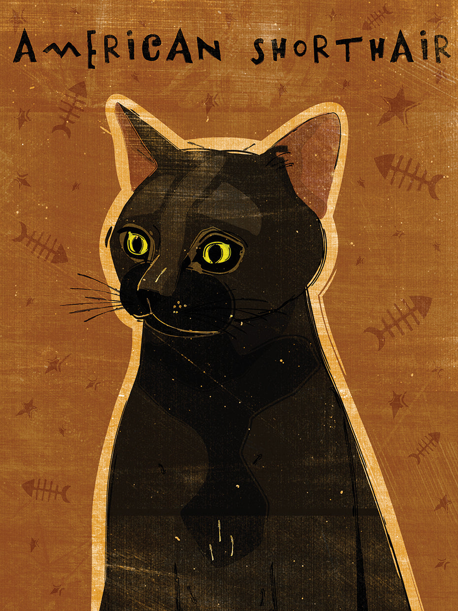 American Shorthair