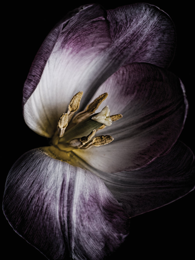 Antiqued Tulip