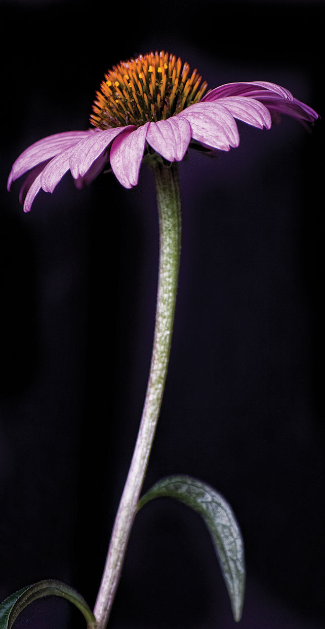 echnachia-lori-hutchison