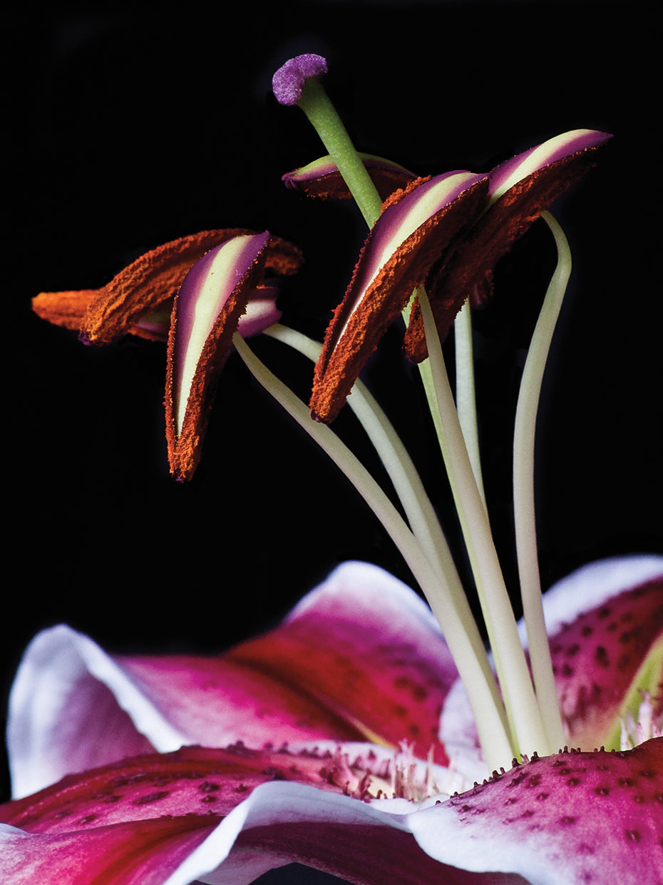 Hot Pink Lily Closeup