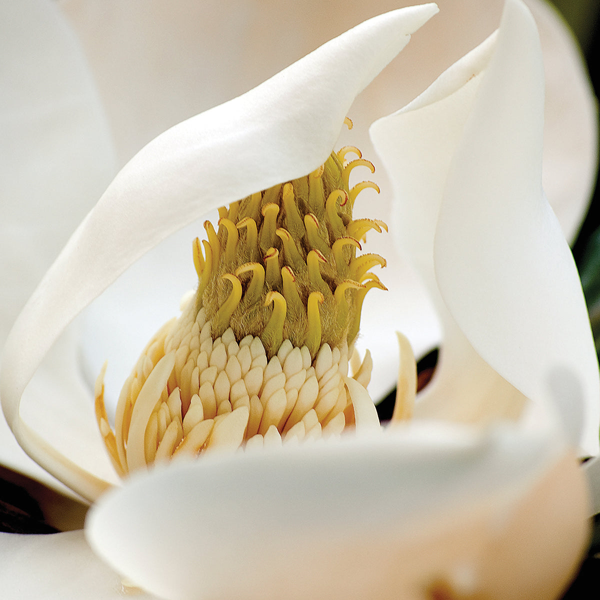 magnolia blossom