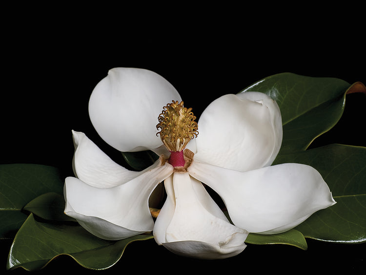 Magnolia