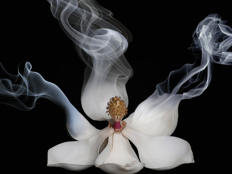 Smoking Magnolia