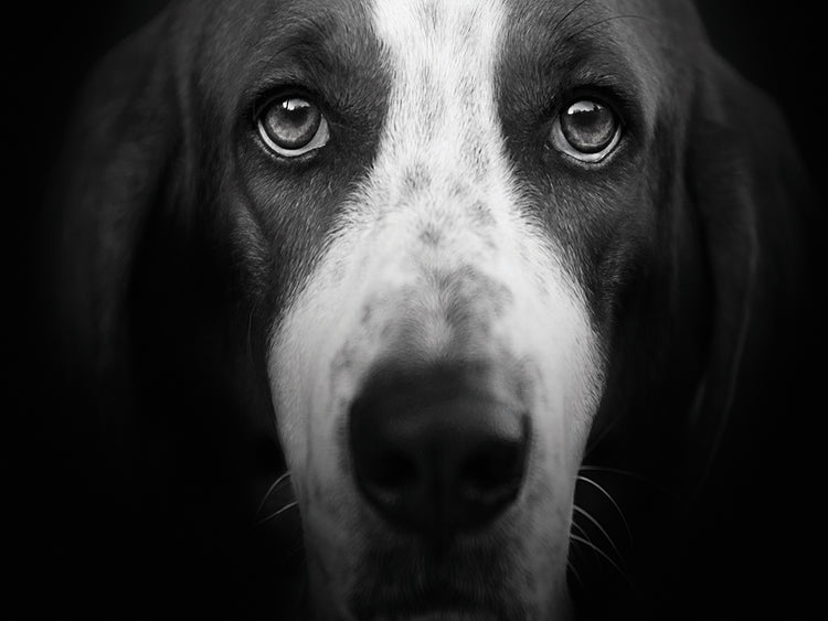 Basset Hound