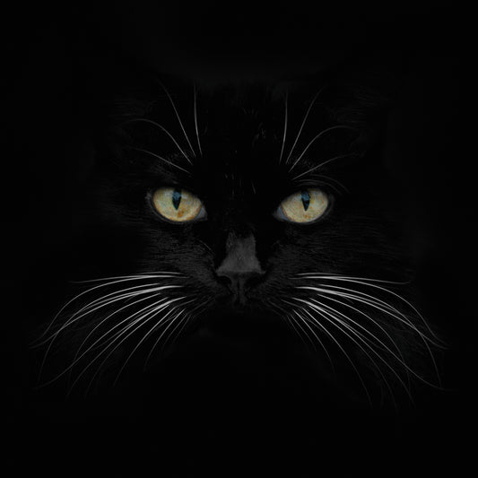 Black Cat Canvas Art
