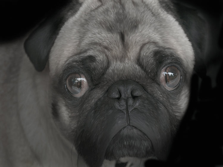 Pug
