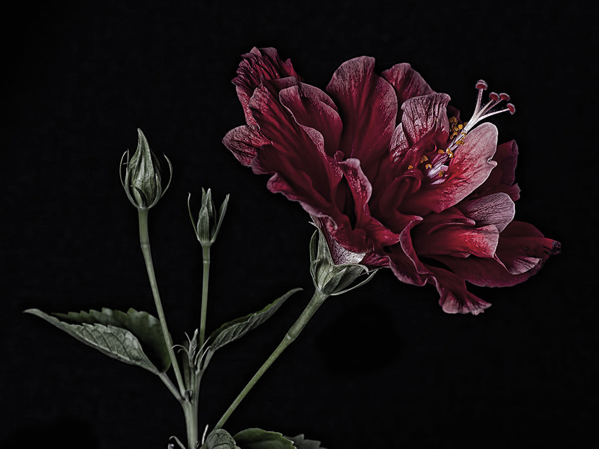 Hibiscus