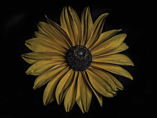 Bold Sunflower Canvas Art