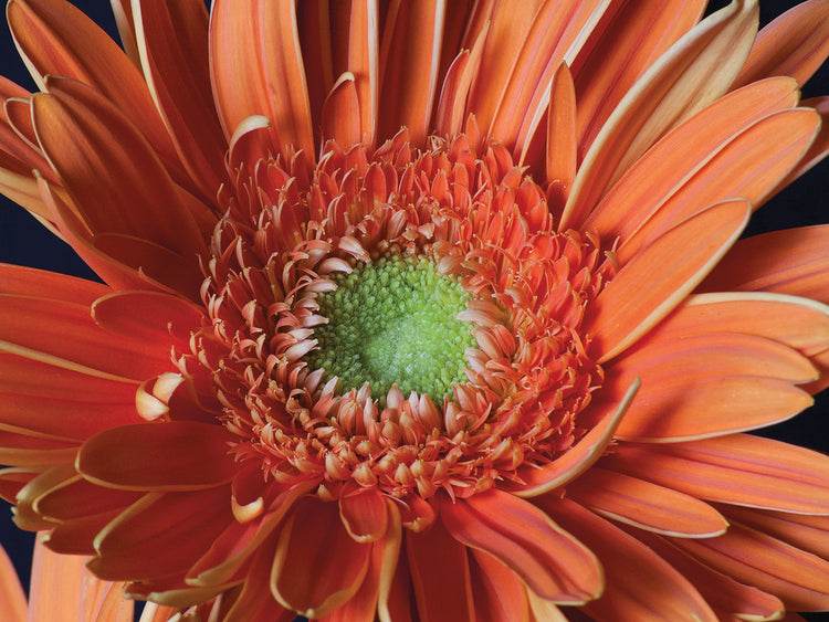 Gerber Daisy Close-up
