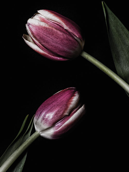 Two Tulips Canvas Art