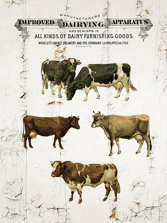Dairy Cows Canvas Prints