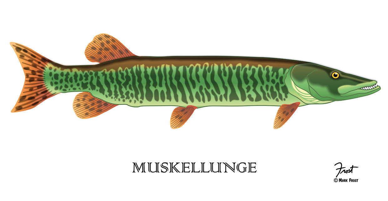 Muskellunge