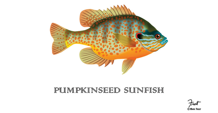 Pumpkinseed Sunfish