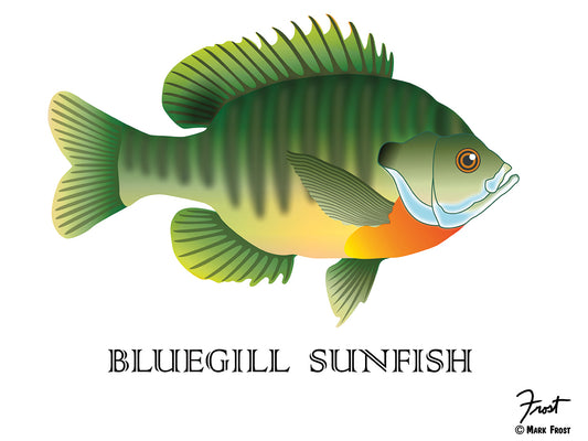 Bluegill Sunfish Canvas Print