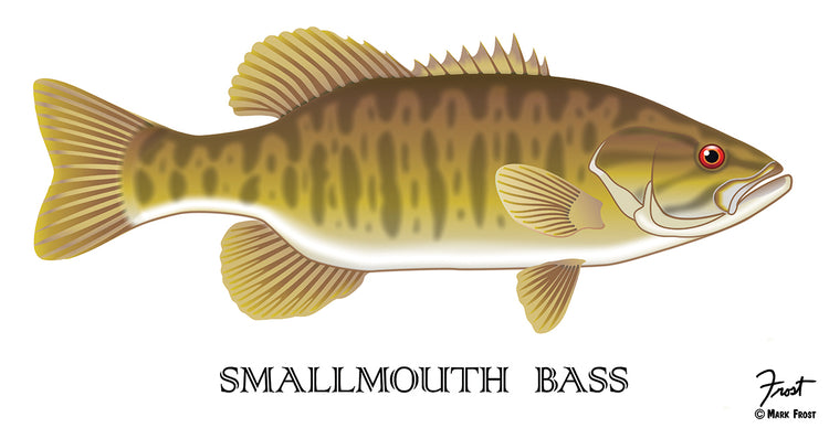 Smallmouth Bass