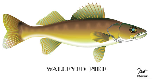 Walleyed Pike Canvas Print