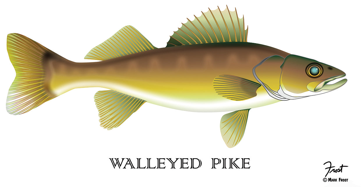 Walleyed Pike