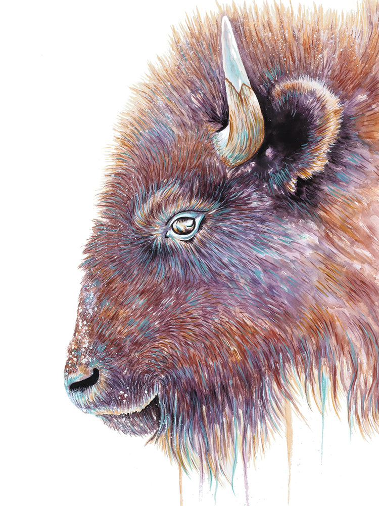 Spirit of the West Buffalo