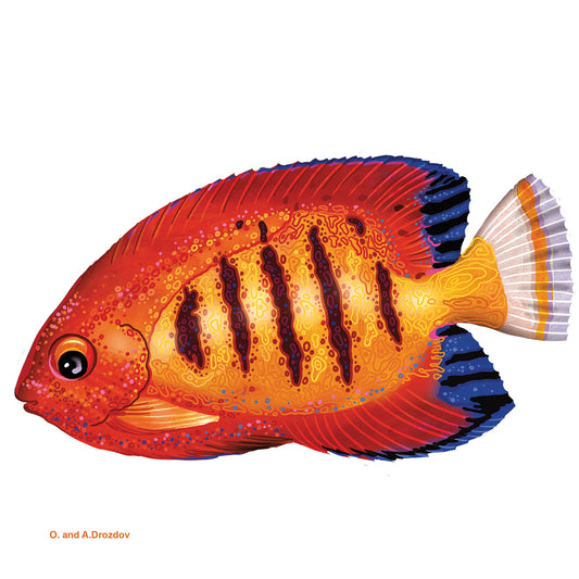 Fish 2 Red-Yellow