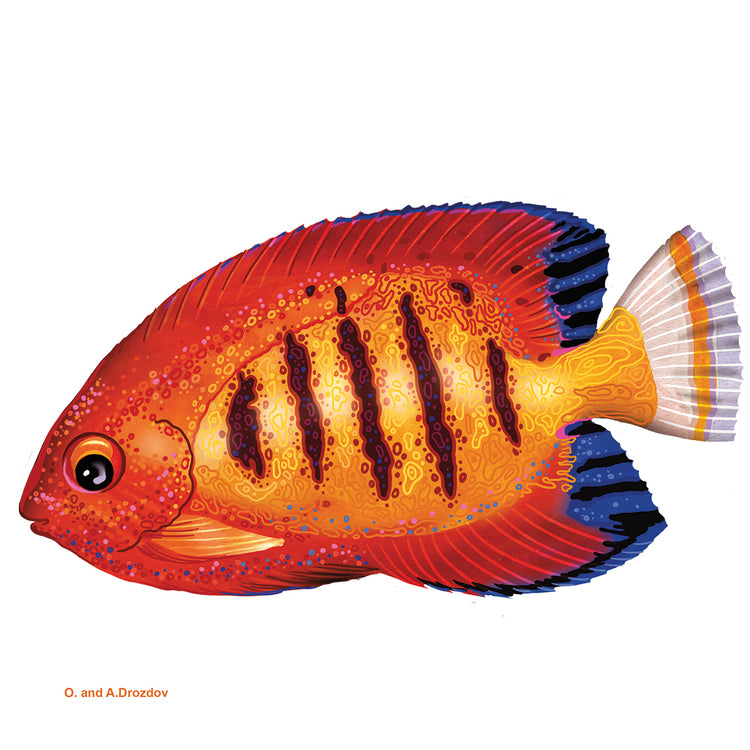 Pescado 2 Rojo-Amarillo Lienzo
