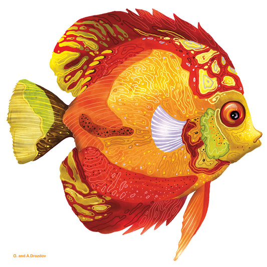 Fish 3 Red-Yellow