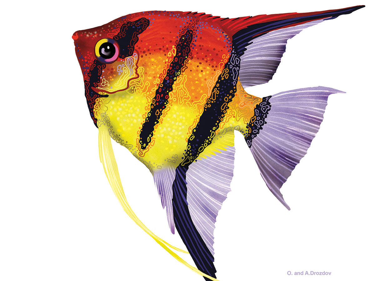 Fish 4 Red-Yellow