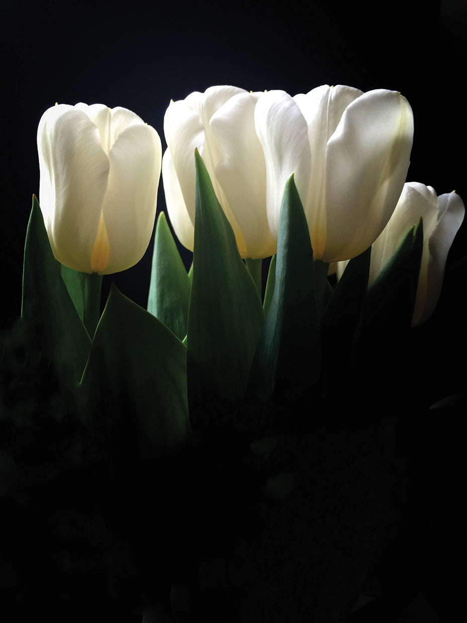 White Tulips Copy