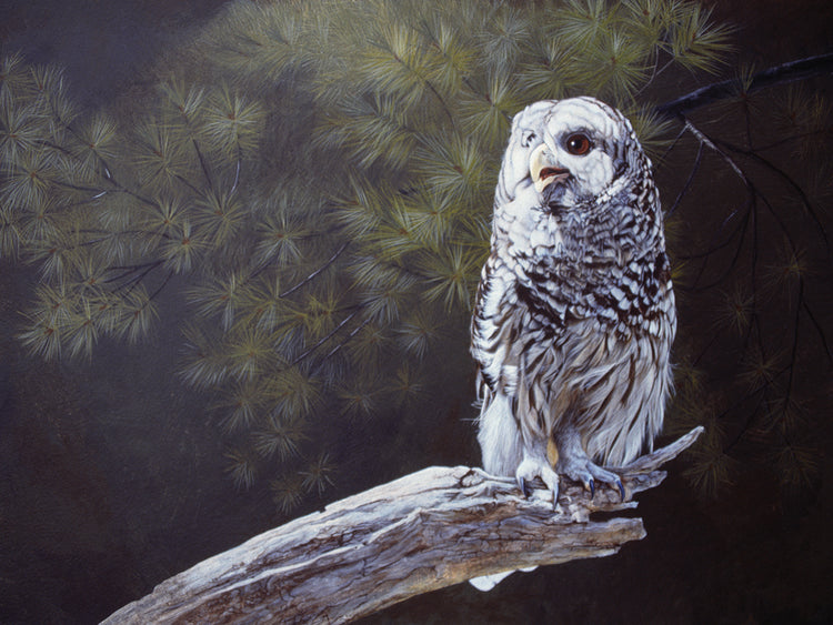 Feathered Alarm Clock