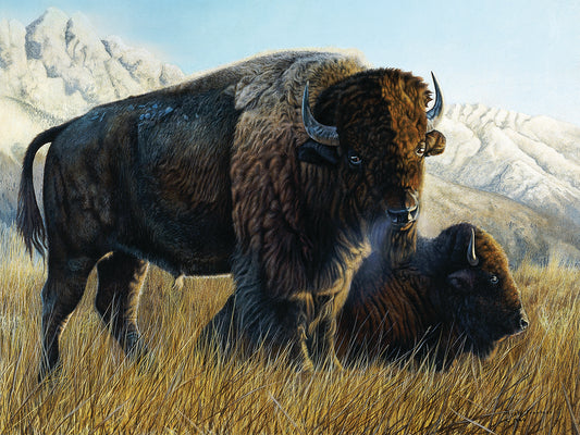 Resting Buffalo Canvas Print