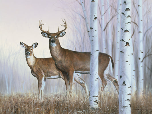 Deer In Birch Woods Canvas Print