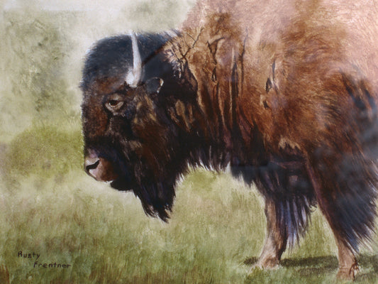 Buffalo Canvas Print