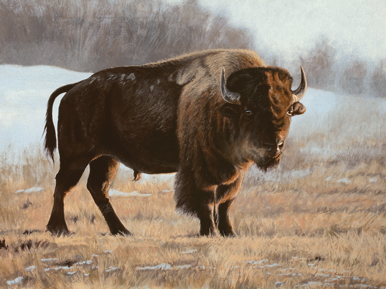 Bison