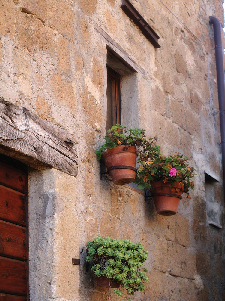 Plants by the Window