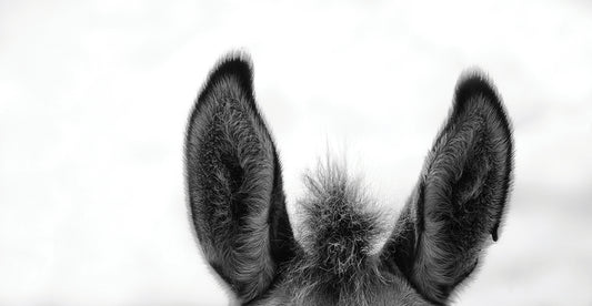 All Ears